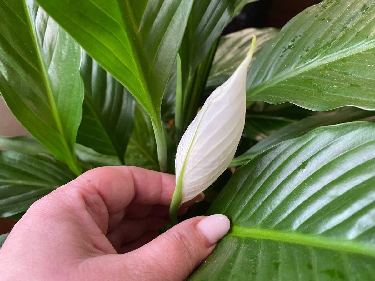Експерти пояснили, чому спатифілум жовтіє та як йому допомогти – поради для квітникарів