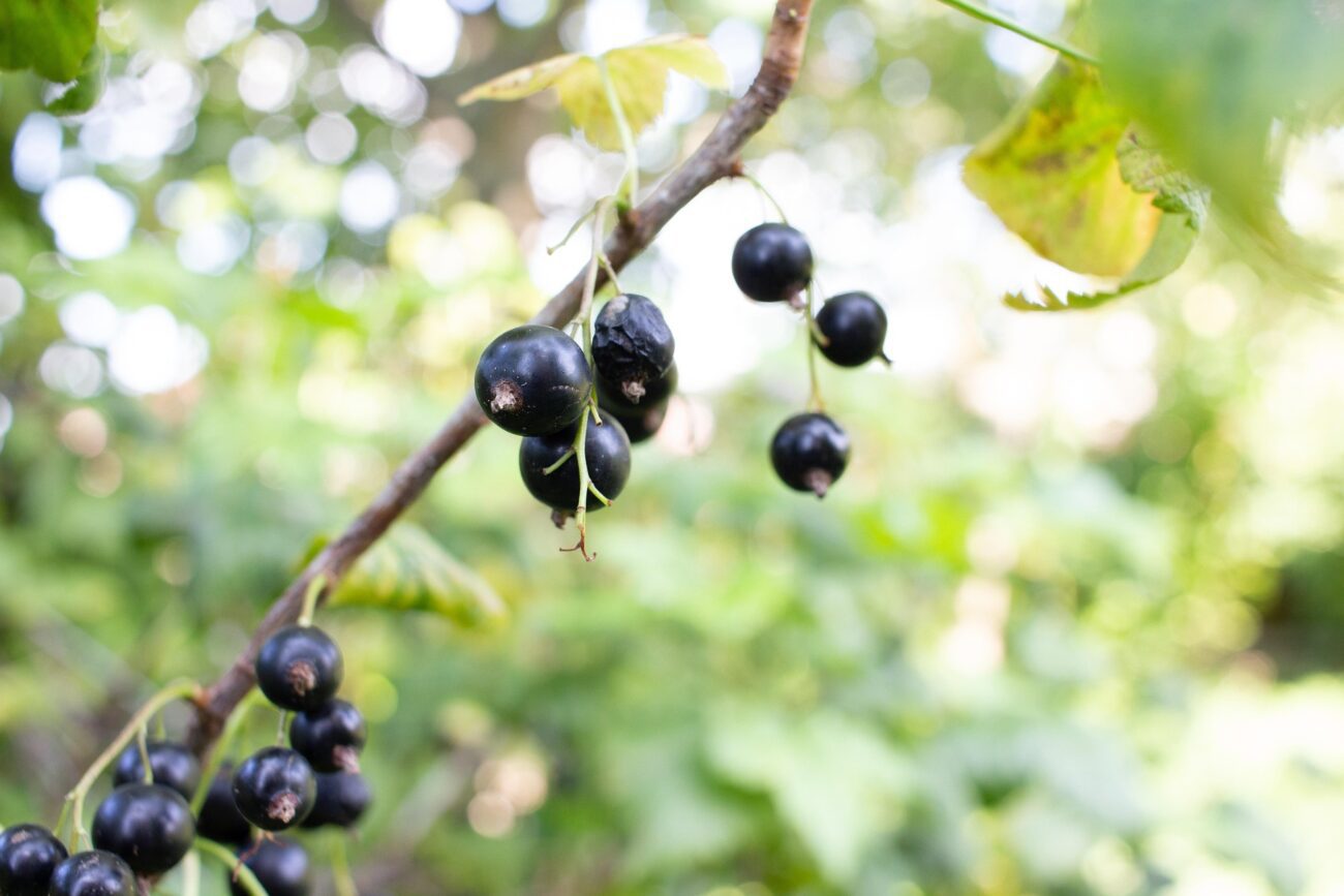 Садівники поділилися рецептом секретного підживлення для смородини восени