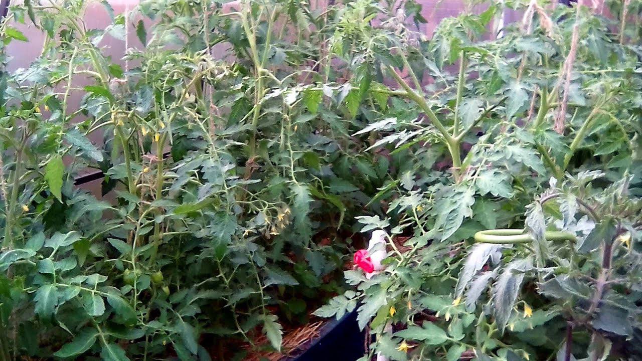 Городники поділилися цікавими методами використання бадилля помідорів