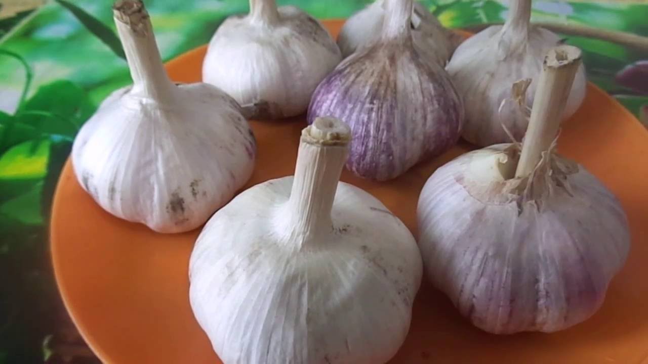 Городники поділилися дієвим способом обробки зубчиків часнику перед посадкою