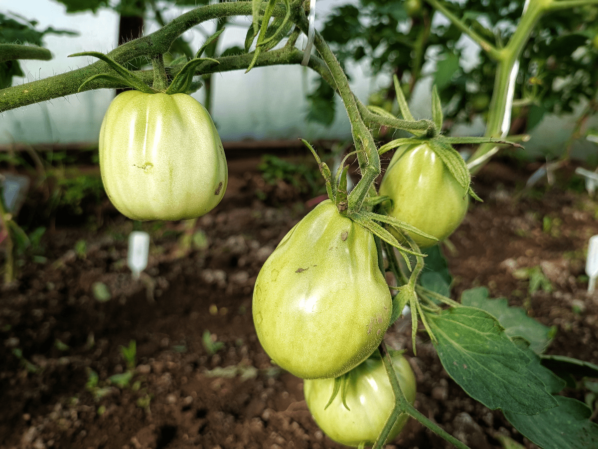 Експерти розповіли, як захистити томати від фітофтори простим і доступним засобом