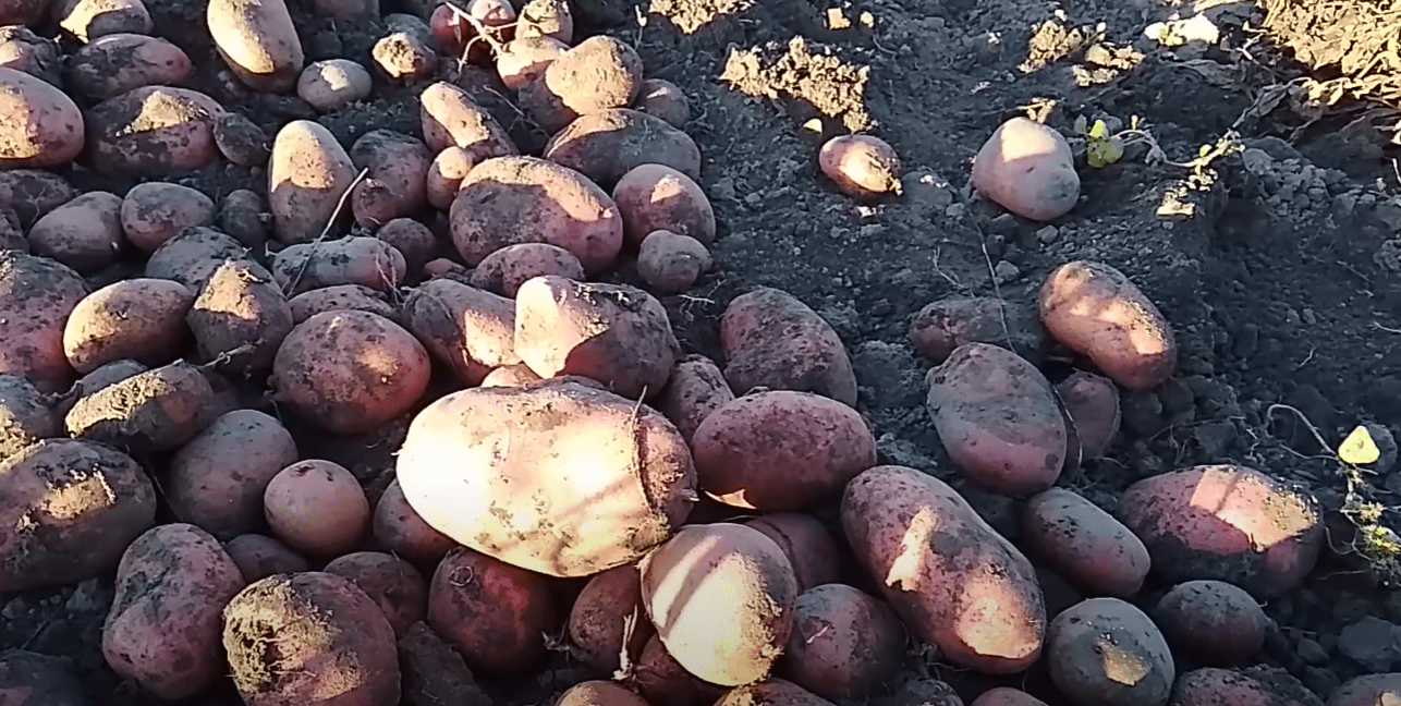 Городники назвали найкращі сорти картоплі 2025 року