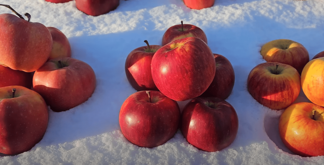 Садівники назвали найкращі сорти зимових яблук з високим рівнем зберігання