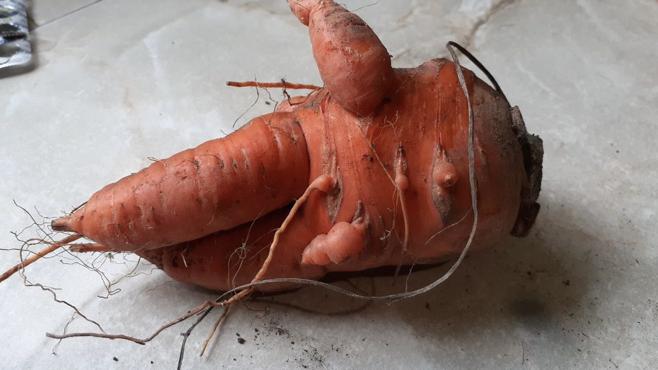 Городники назвали 4 причини, чомуморква виростає рогата і деформована 