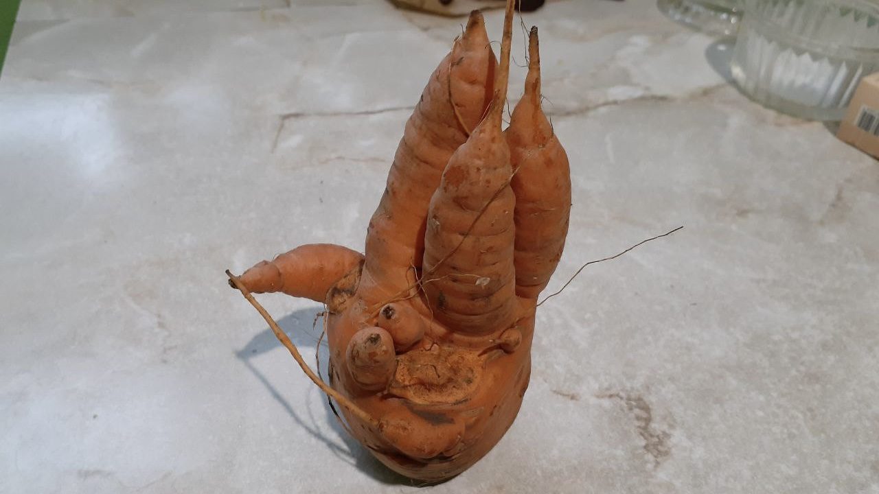 Городники назвали 4 причини, чомуморква виростає рогата і деформована 