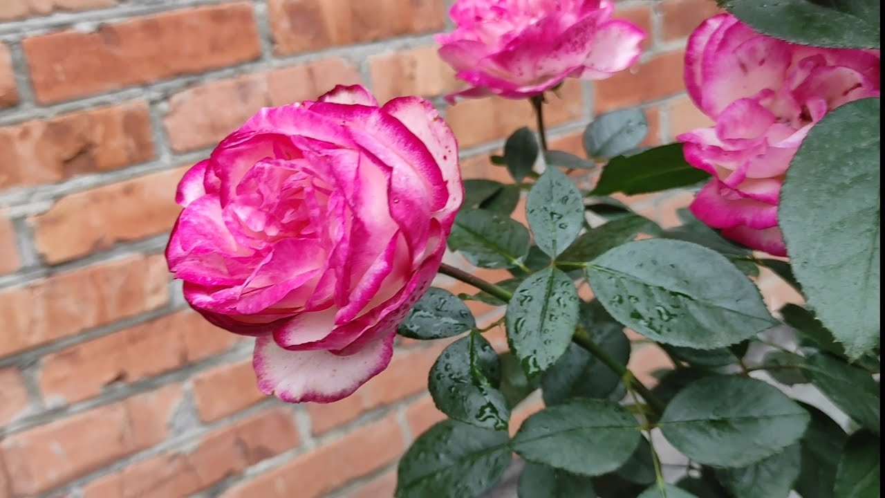 Квітникарі розповіли, які найпоширеніші помилки заважають трояндам пишно цвісти