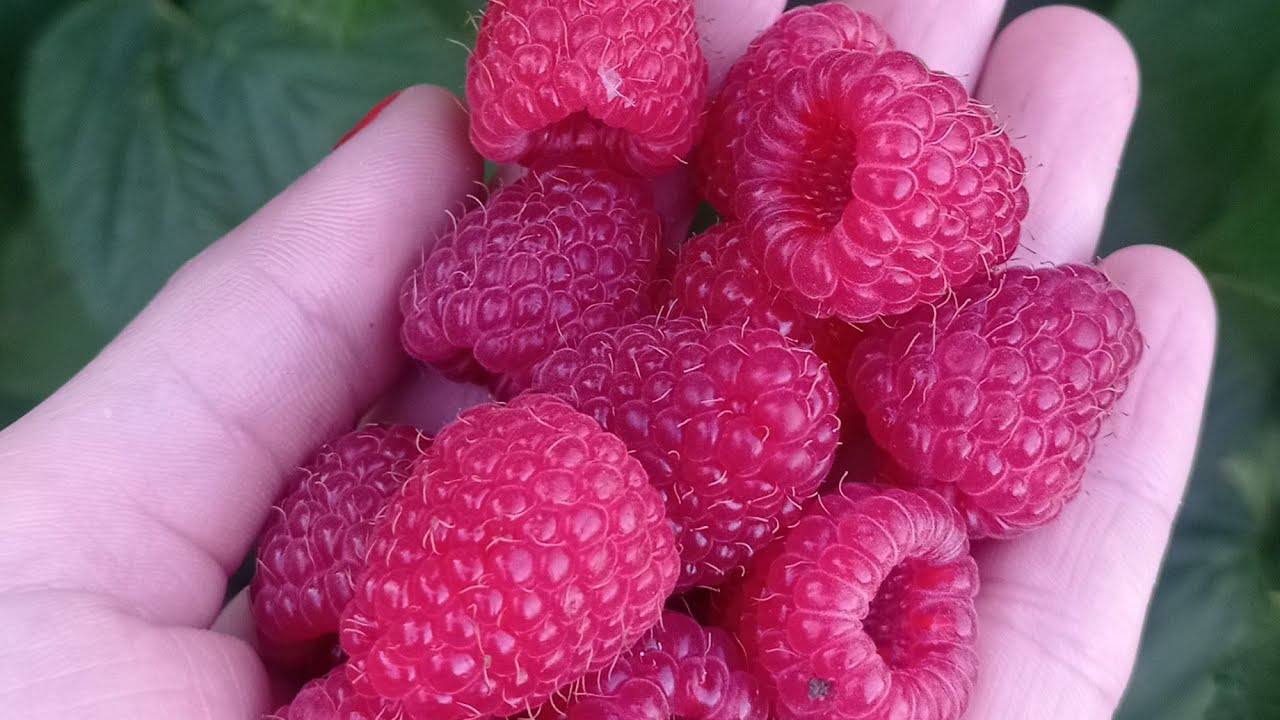 Агрономи розповіли, як правильно доглядати за малиною у липні