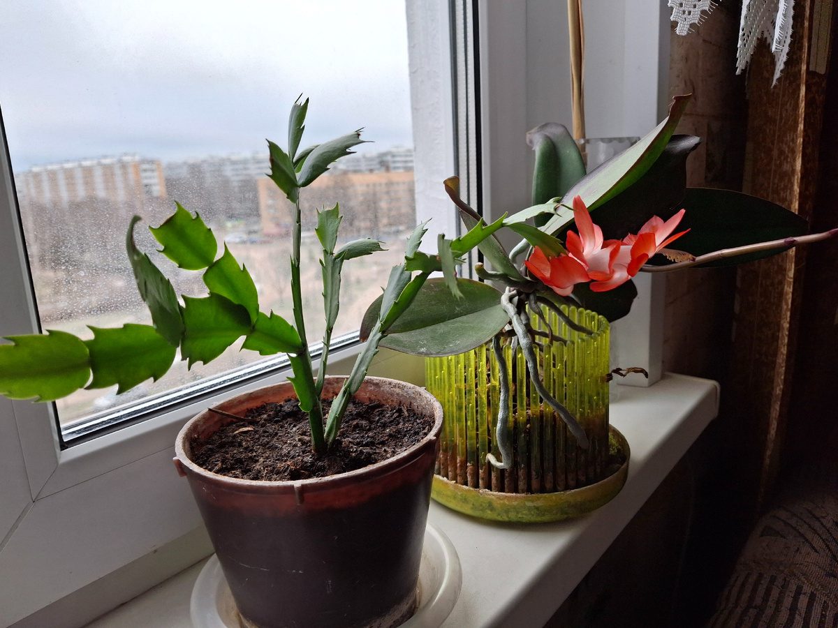 Садівники розповіли, як доглядати за декабристом для пишного та тривалого цвітіння рослини