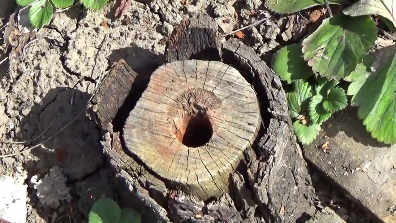 Лісники розповіли, як швидко прибрати з ділянки старий пеньок без викорчовування
