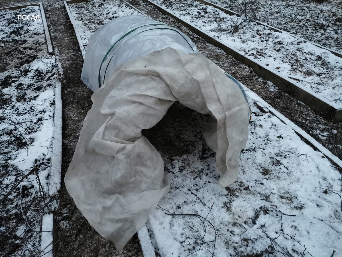 Експерти розповіли, як не можна укривати троянди на зиму, аби вони вижили до весни