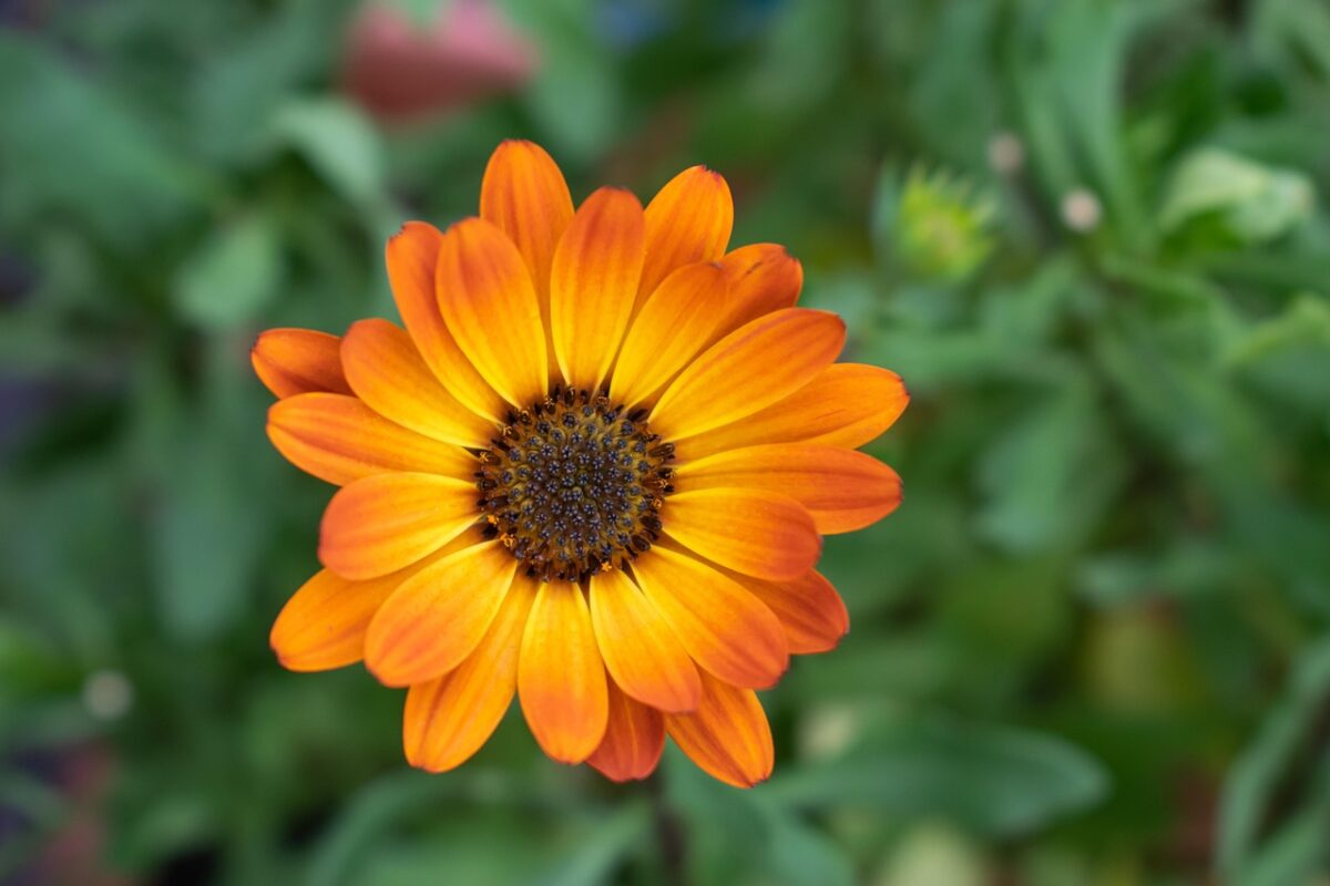 Садівники розсекретили назви квітів, які варто посадити у жовтні 2025 Садівники розсекретили назви квітів, які варто посадити у жовтні 2025