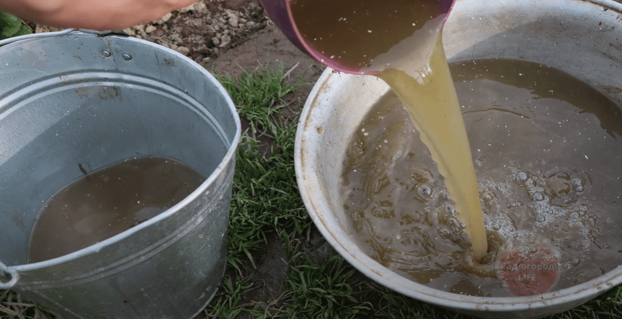 Городниця розповіла, як приготувати найкраще добриво: абсолютно безкоштовно