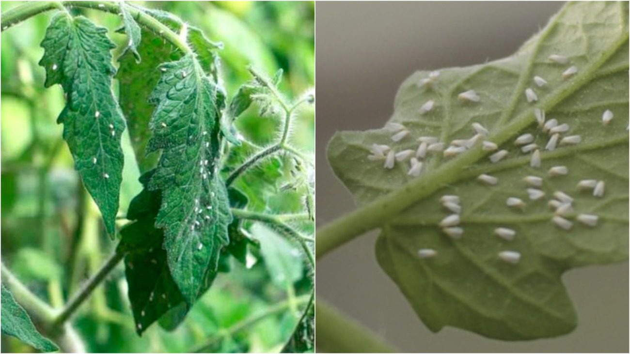 Дачники розсекретили ефективний спосіб, як захистити город від білокрилки