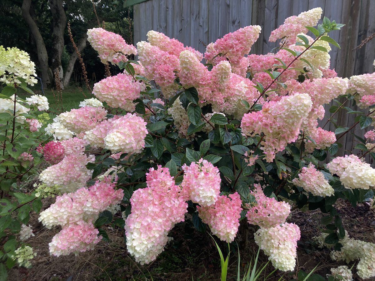 Садівники розповіли, які рослини не можна обрізати восени