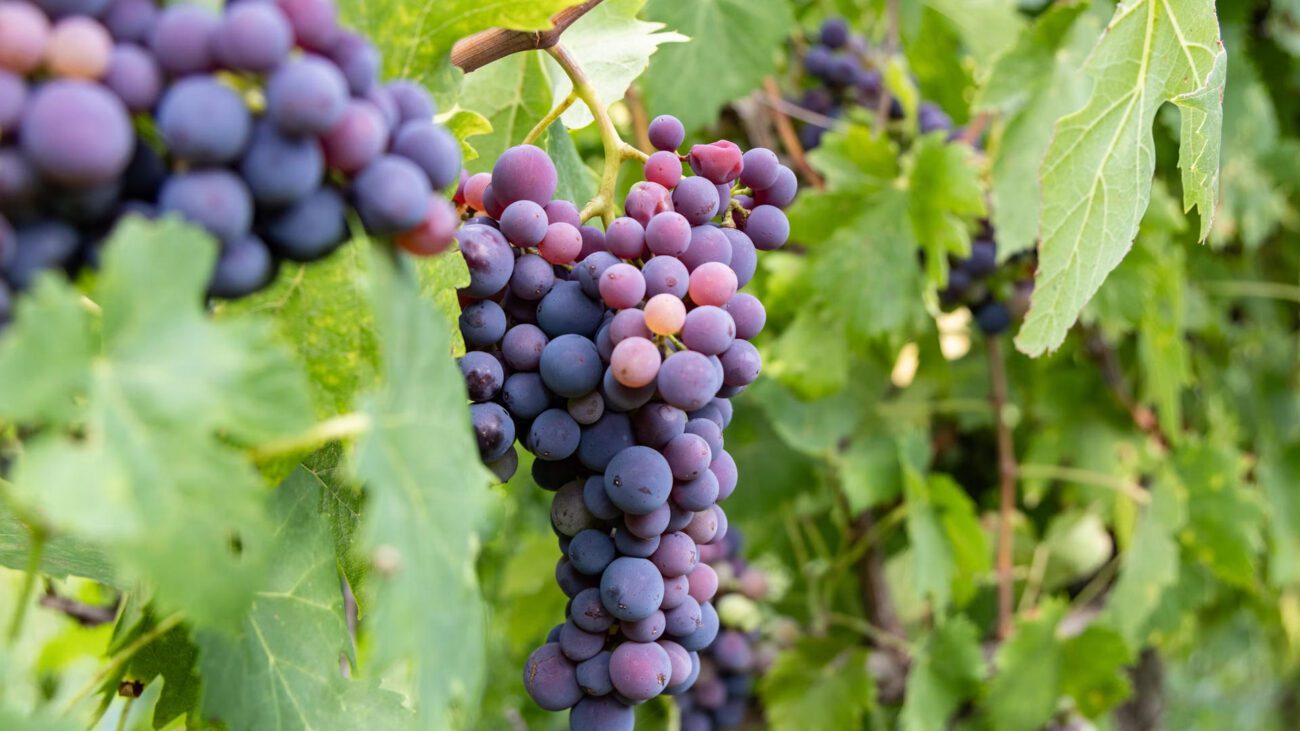 Садівники розповіли, які сорти винограду можна не накривати на зиму