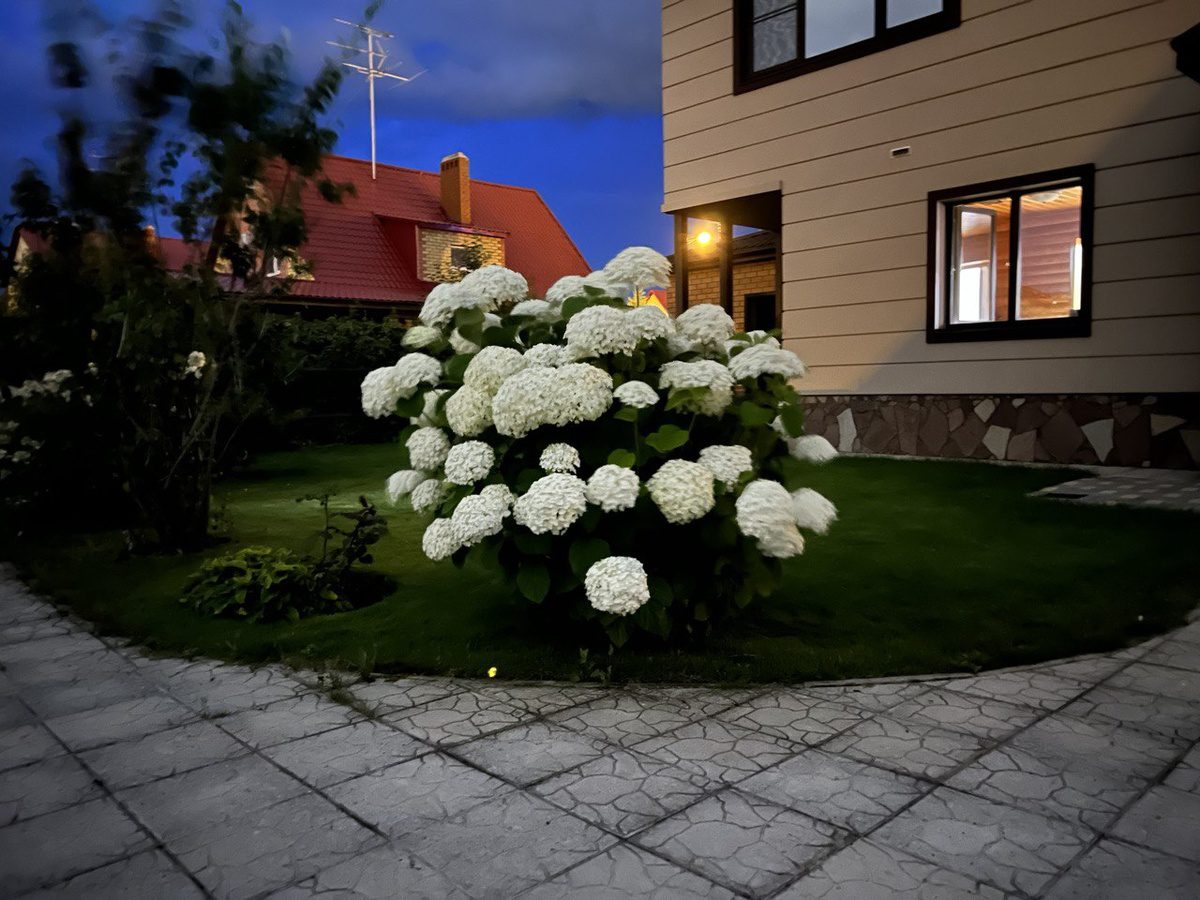 Садівники розповіли, що не можна робити з гортензіями восени
