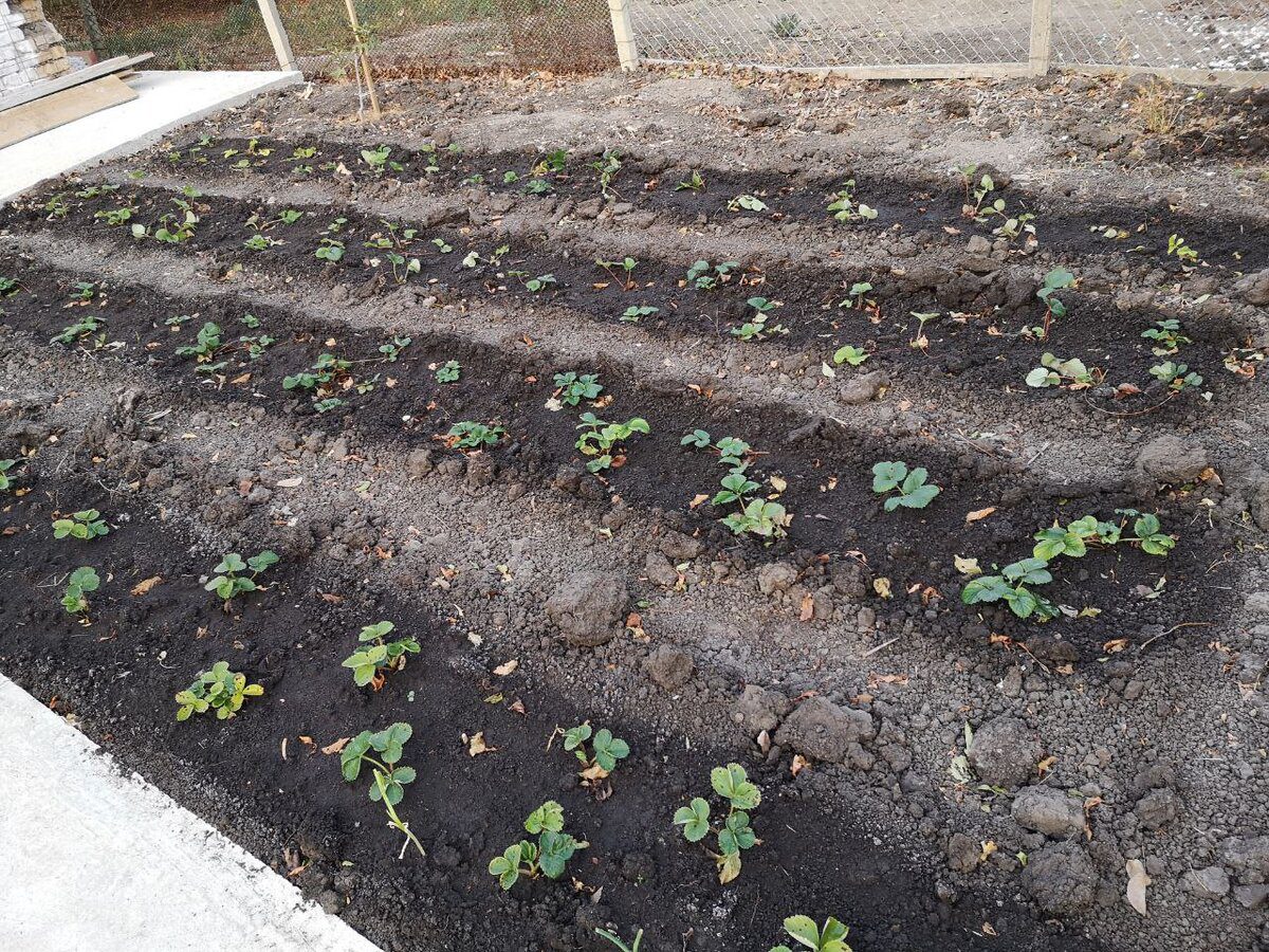 Городники поділилися особливостями посадки полуниці у жовтні