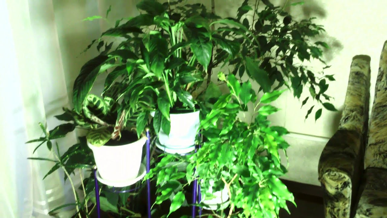 Експерти розповіли, чим підживити кімнатні квіти, щоб вони легко пережили холод