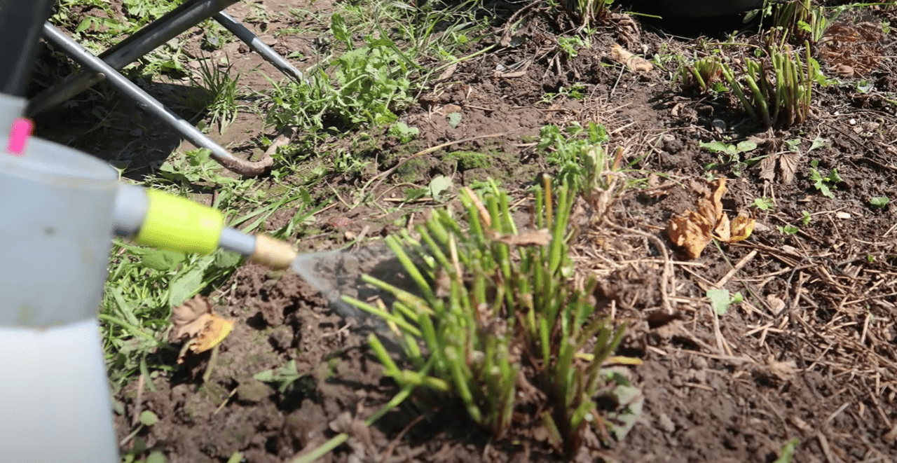 Городники розповіли, що потрібно зробити у вересні та жовтні з полуницею