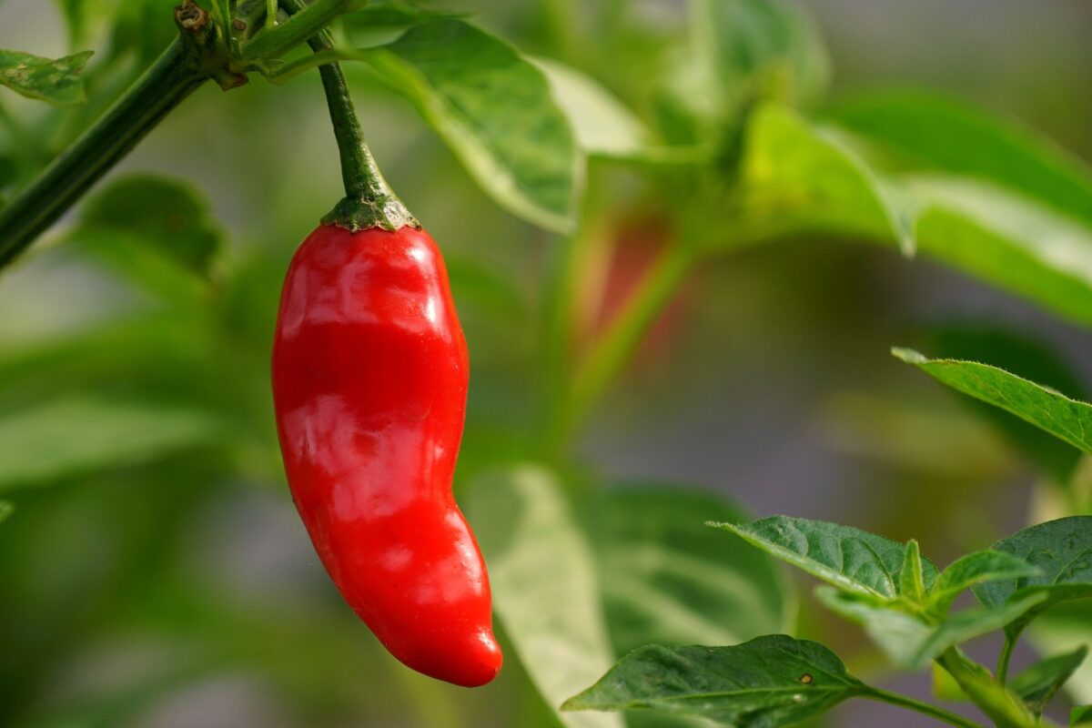 Агрономи назвали чотири сорти перцю, які щороку дають рекордний врожай