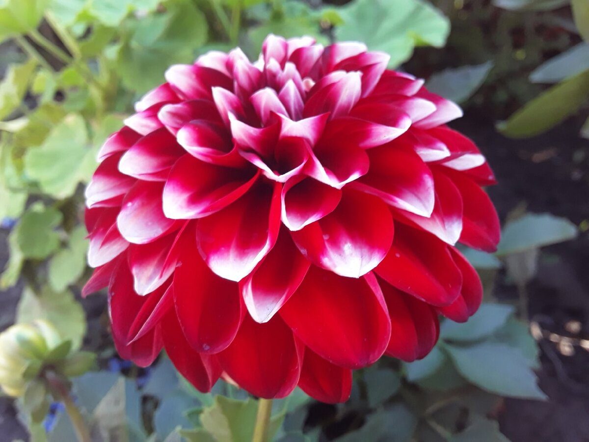 Експерти розповіли, як правильно викопувати та зберігати жоржини