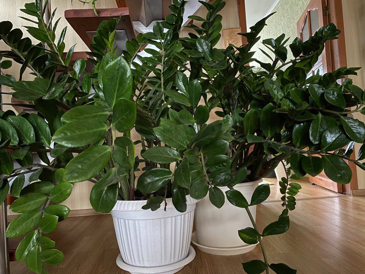 Експерти розповіли, яке добриво допоможе покращити ріст і розвиток заміокулькаса