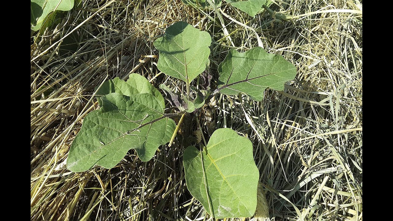 Городники розповіли, що потрібно зробити з мульчею, щоб зберегти вологість Городники розповіли, що потрібно зробити з мульчею, щоб зберегти вологість
