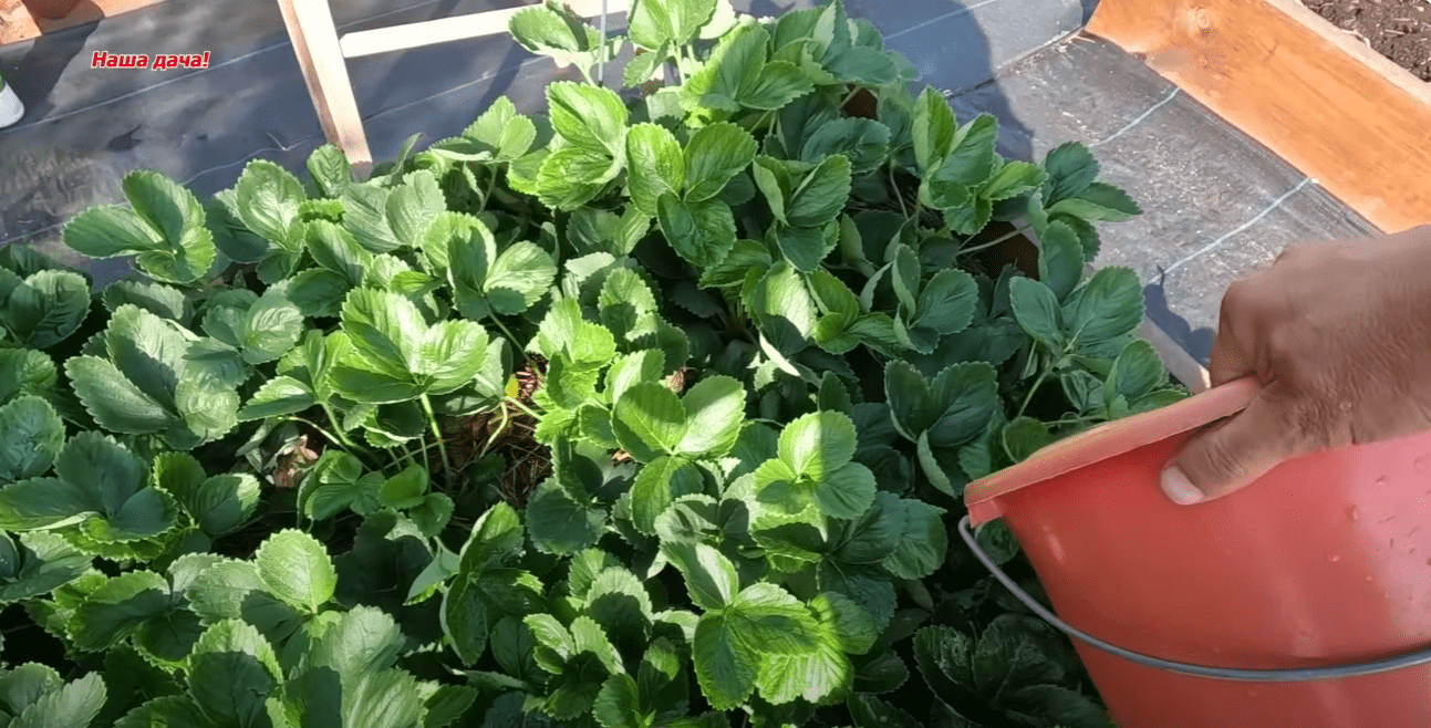 Городник розкрив справжній секрет урожаю полуниці: він прихований восени