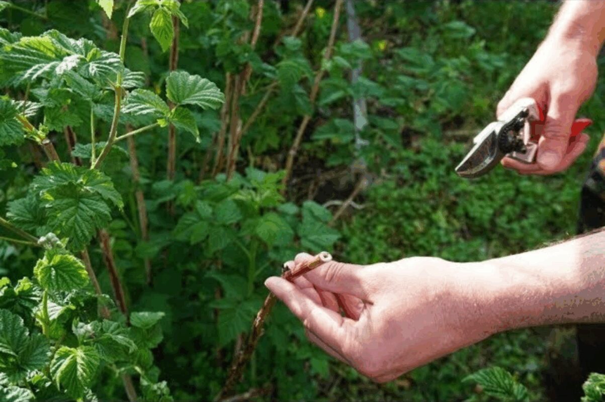 Обрізка малини восени 