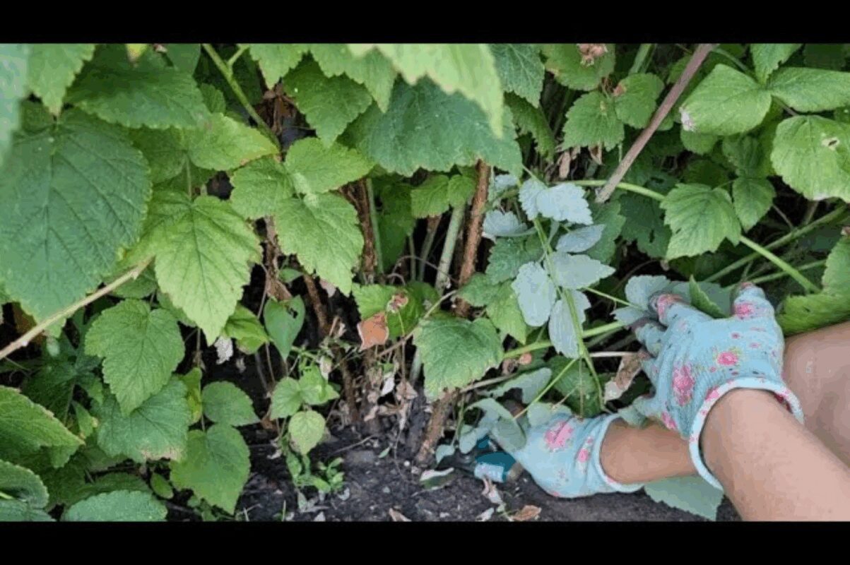 Обрізка малини восени 