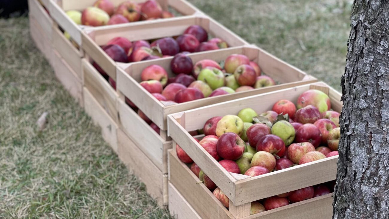 Садівники розповіли, як правильно зберігати яблука до весни