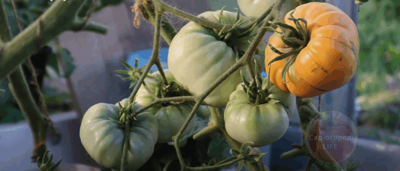 Городники назвали найкращий сорт томатів для їжі