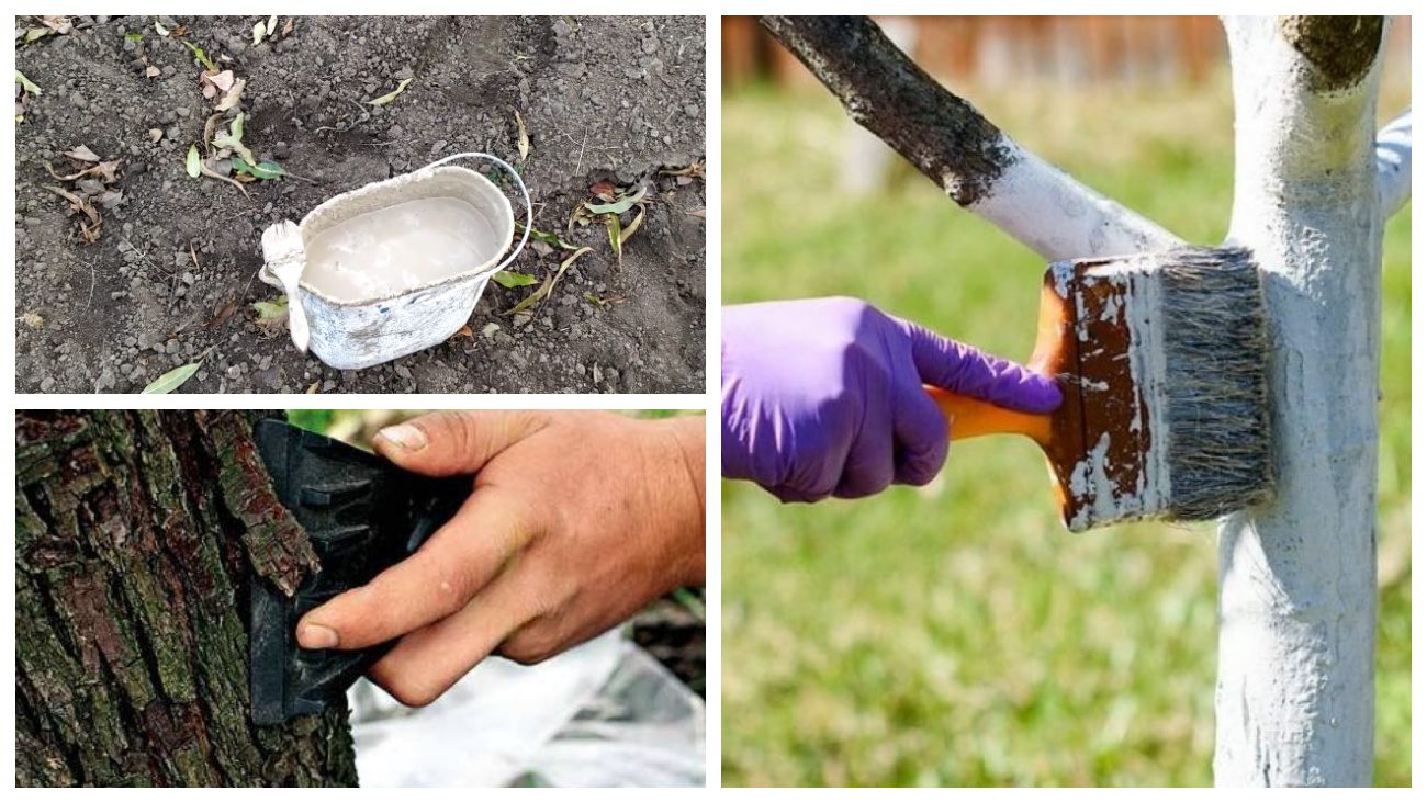 Садівники порадили, як зробити якісну побілку для дерев самотужки