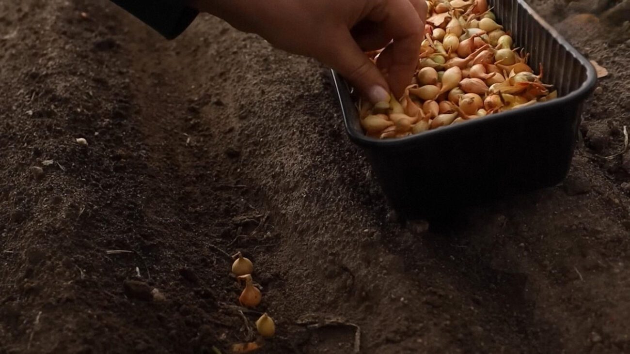 Городники розповіли, коли не можна садити озиму цибулю у жовтні  