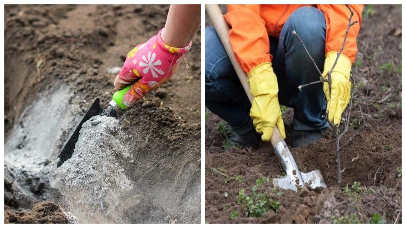 Експерт розповів, як використовувати золу на городі