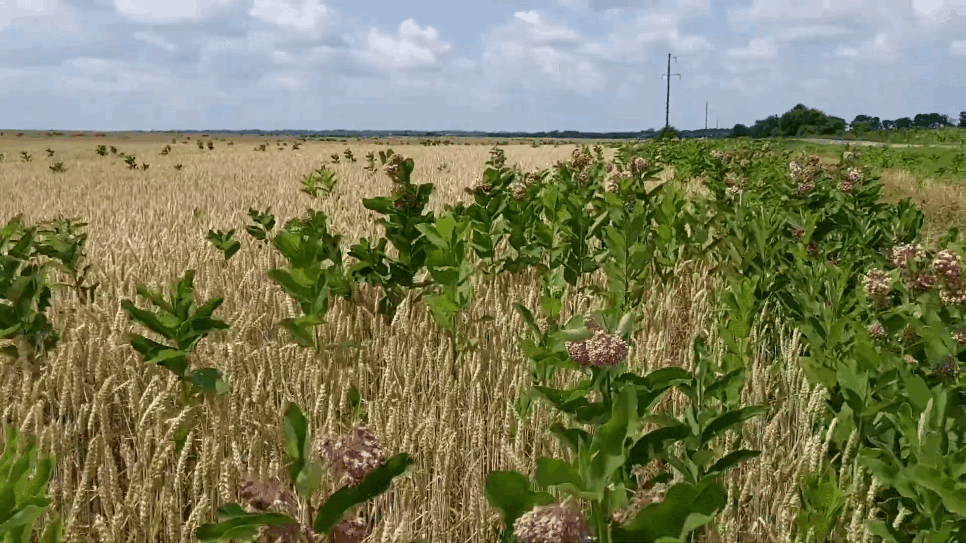 Експерти розповіли, чим обробити чагарники восени