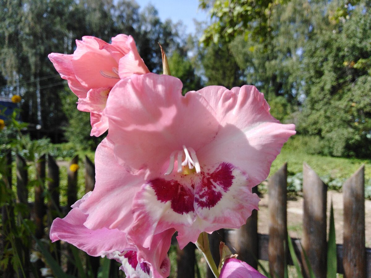 Експерти розповіли, як правильно викопувати й зберігати квіти