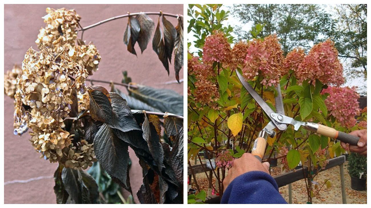 Квітникарі розповіли про осінній догляд за гортензіями