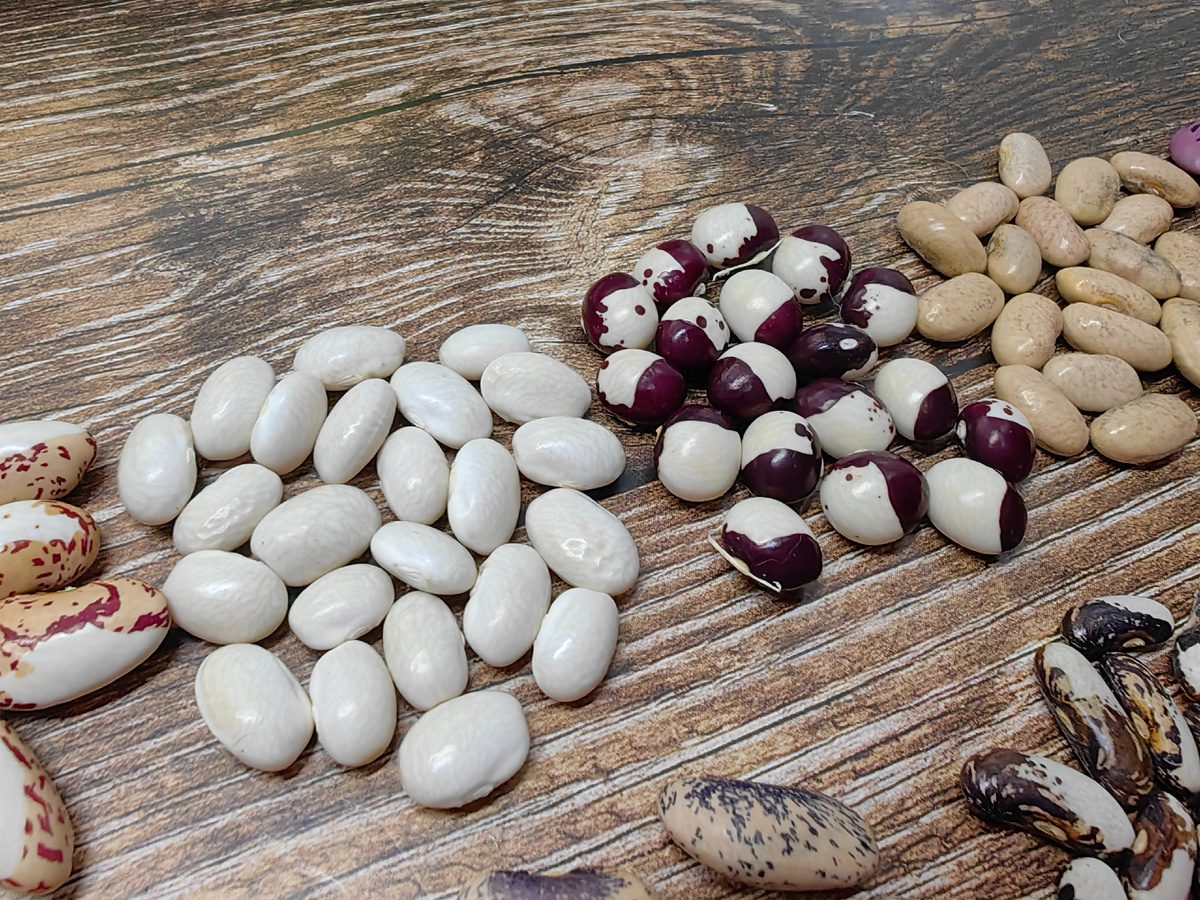 Експерти розповіли про найкращі сорти квасолі для городу  