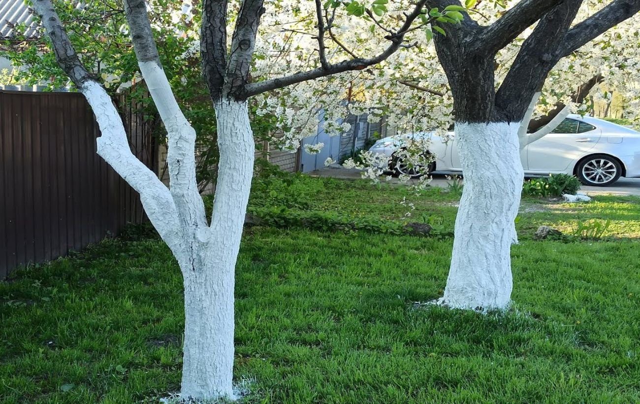 Експерти розповіли, чому восени слід білити дерева