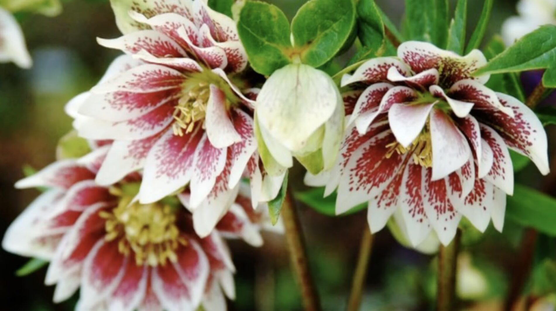 Експерти розповіли, як правильно підготувати багаторічники до зими  