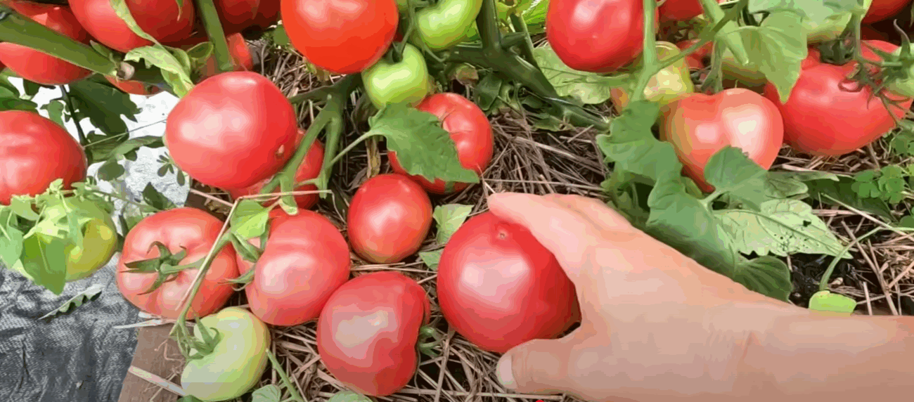 Садівники назвали найкращі сорти томатів 2025