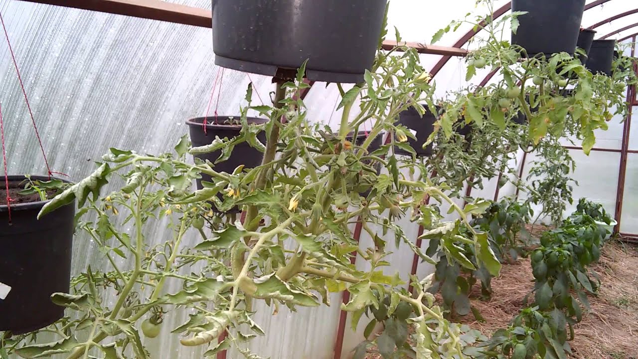 Городники розповіли, навіщо підвішувати помідори корінням нагору