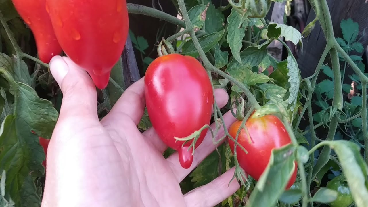 Сорт помідорів для відкритого ґрунту Легенда Тарасенко