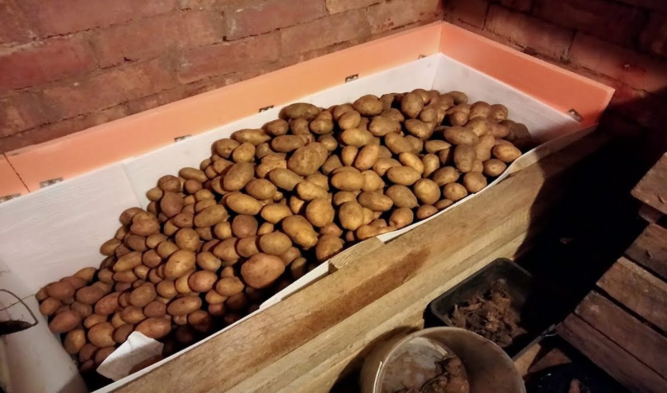 Експерти розповіли, в яких ящиках не можна зберігати картоплю