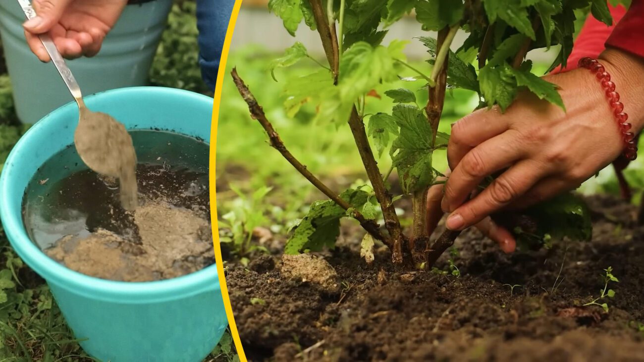 Садівники назвали 3 важливих догляди для смородини після збору ягід у серпні