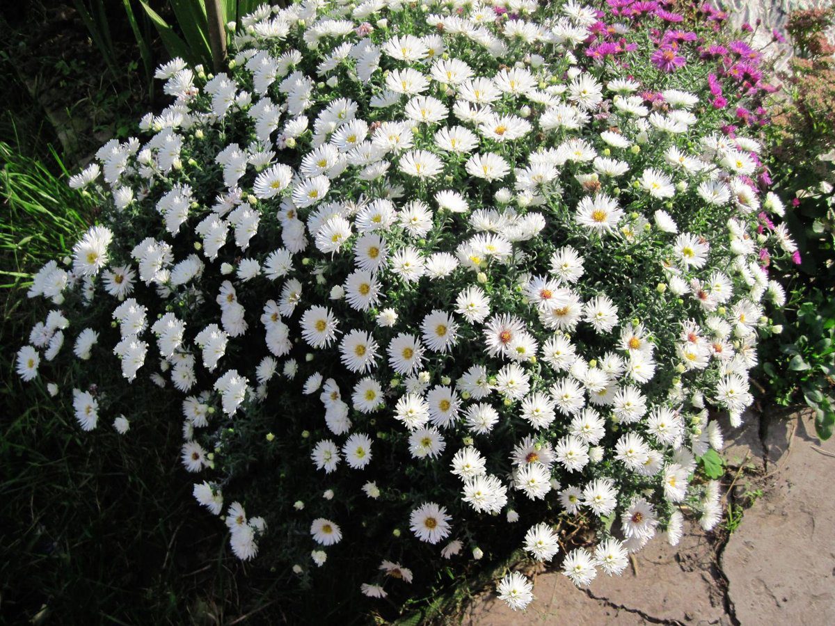 Експерти розповіли, як правильно висаджувати айстри під зиму для пишного цвітіння