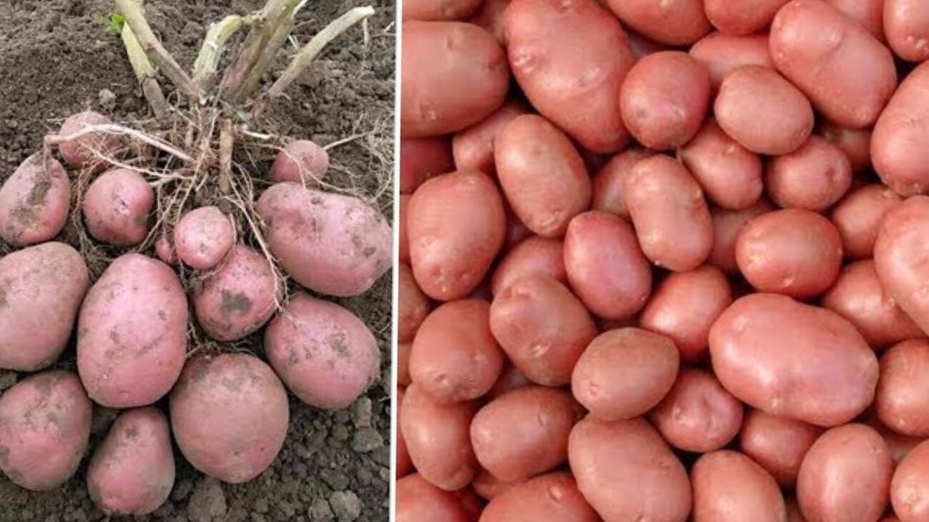 Городники розповіли, які сорти картоплі мають гарну лежкість і смак 