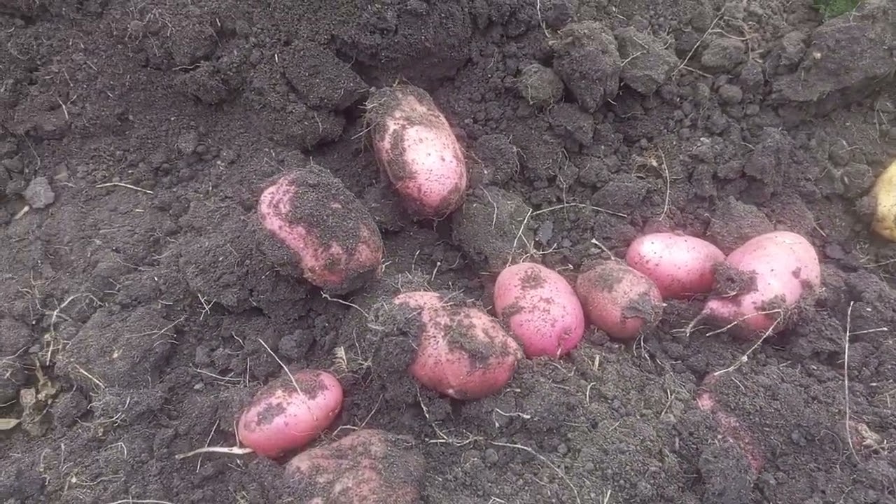 Городники розповіли, які сорти картоплі мають гарну лежкість і смак 