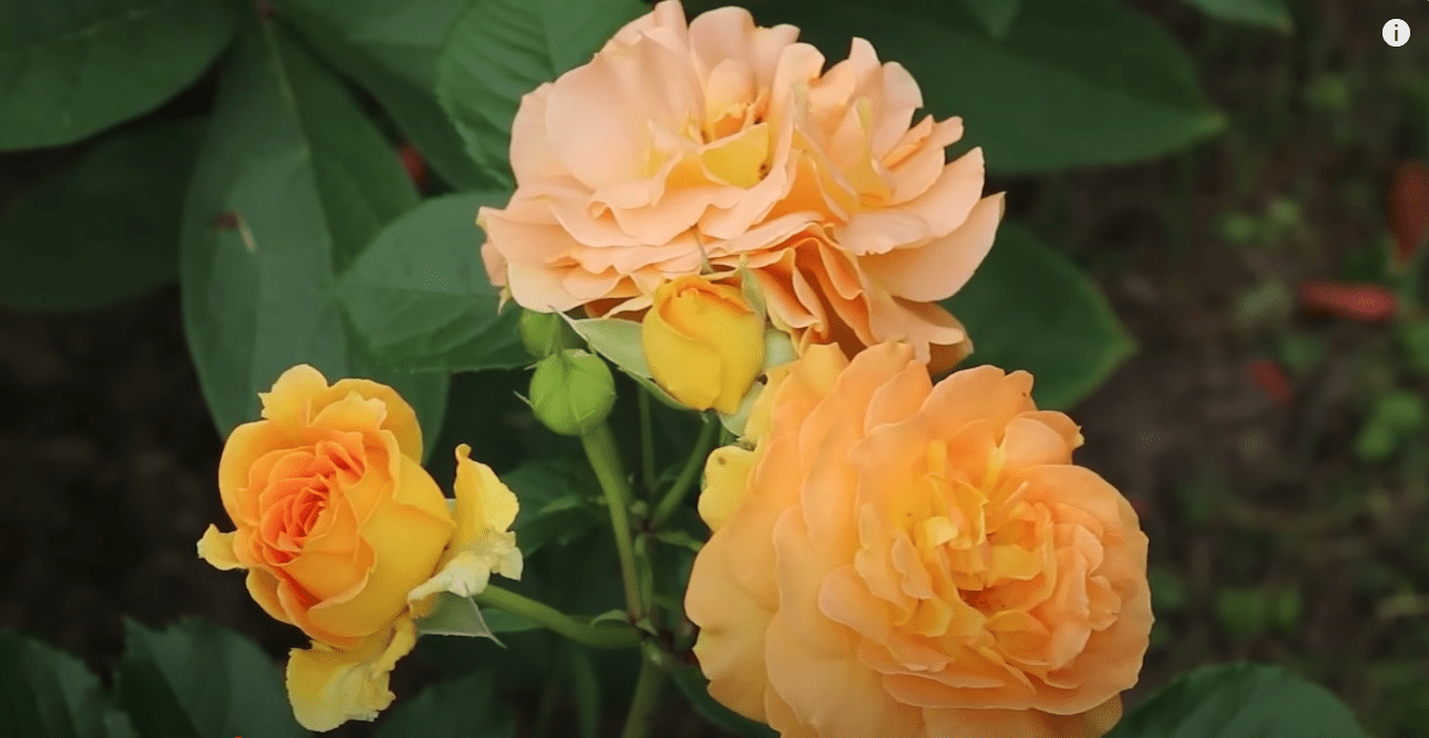 Садівники назвали найкращі сорти троянд з усіх часів: вищий знак якості